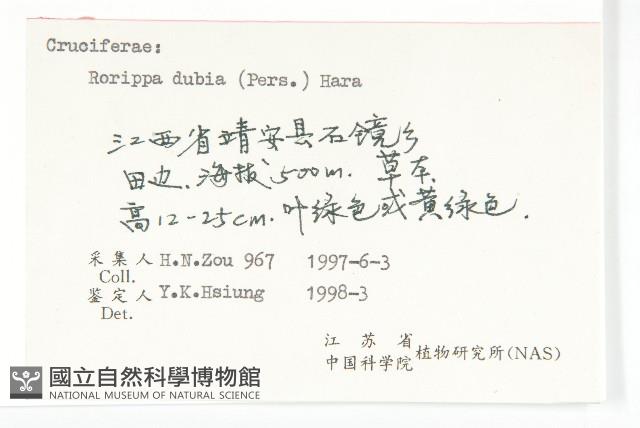 小葶藶藏品圖，第3張