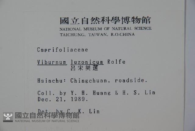 呂宋莢迷藏品圖，第2張