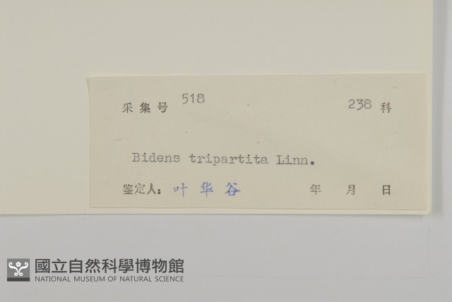 狼把草藏品圖，第3張
