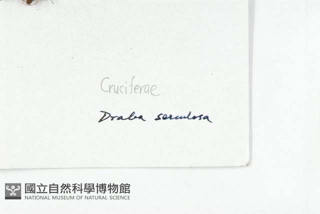 山菜葶藶藏品圖，第3張