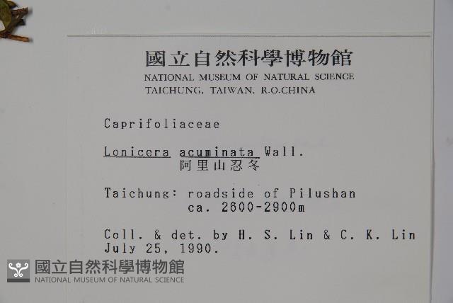 阿里山忍冬、漸尖葉忍冬藏品圖，第2張