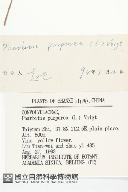 圓葉牽牛藏品圖，第3張