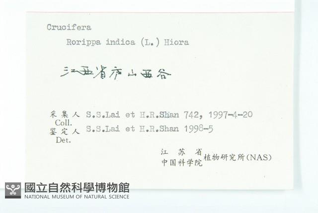 葶藶藏品圖，第3張