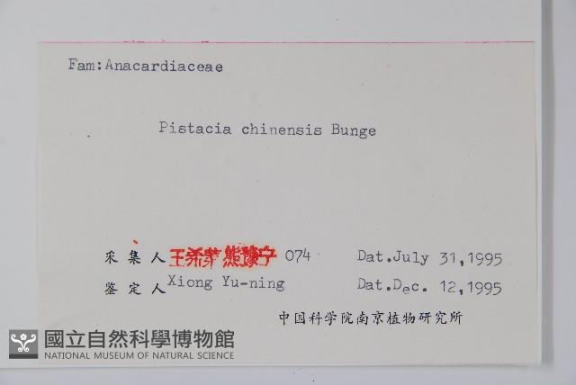 黃連木、爛心木藏品圖，第2張