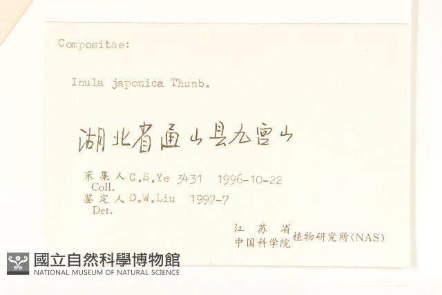 旋覆花藏品圖，第3張