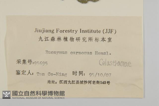 厚葉衛矛, 源一木藏品圖，第3張