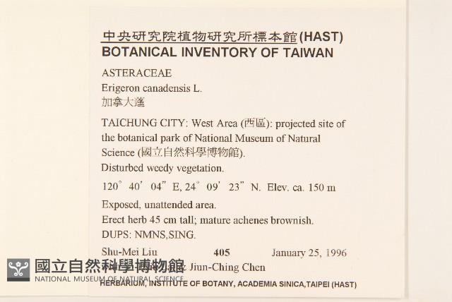 加拿大蓬藏品圖，第2張