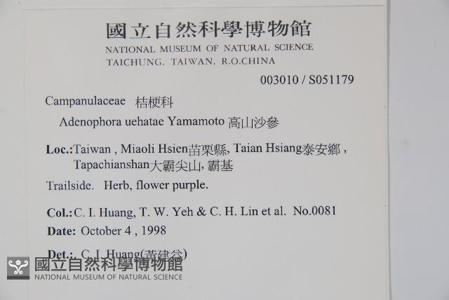 高山沙參藏品圖，第2張