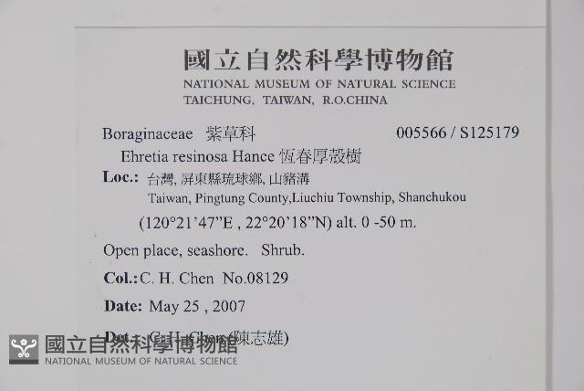 恆春厚殼樹藏品圖，第2張