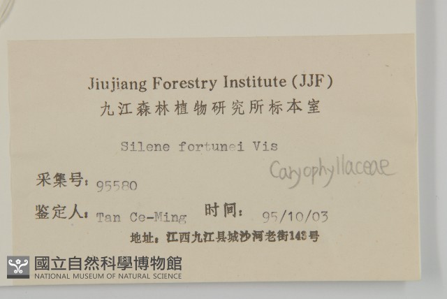 蠅子草藏品圖，第3張
