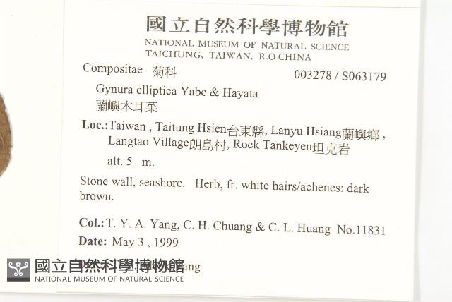 蘭嶼木耳菜藏品圖，第2張