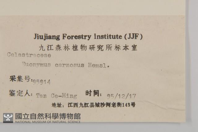 厚葉衛矛, 源一木藏品圖，第3張