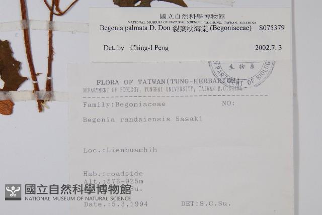 裂葉秋海棠藏品圖，第2張