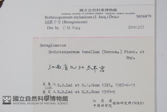 細纍子草藏品圖，第2張