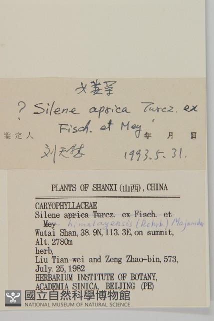 女婁菜藏品圖，第3張