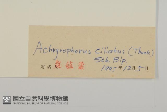 貓兒菊藏品圖，第3張