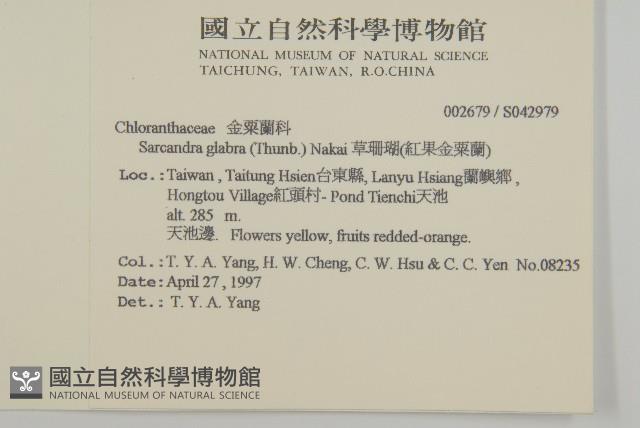 草珊瑚、紅果金粟蘭藏品圖，第2張