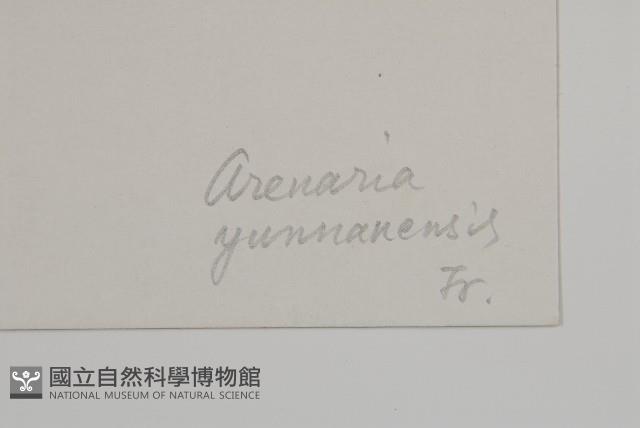 雲南蚤綴藏品圖，第3張