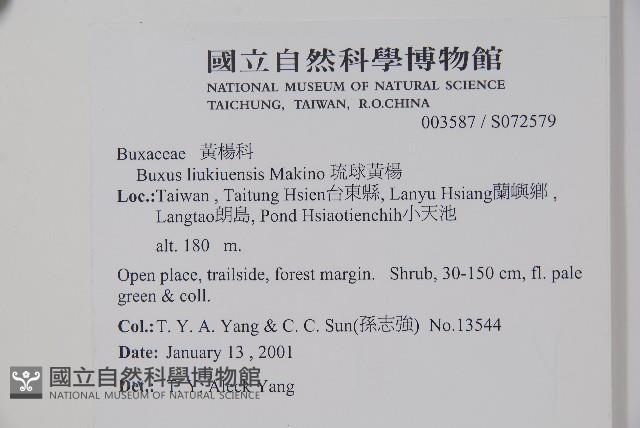 琉球黃楊藏品圖，第2張