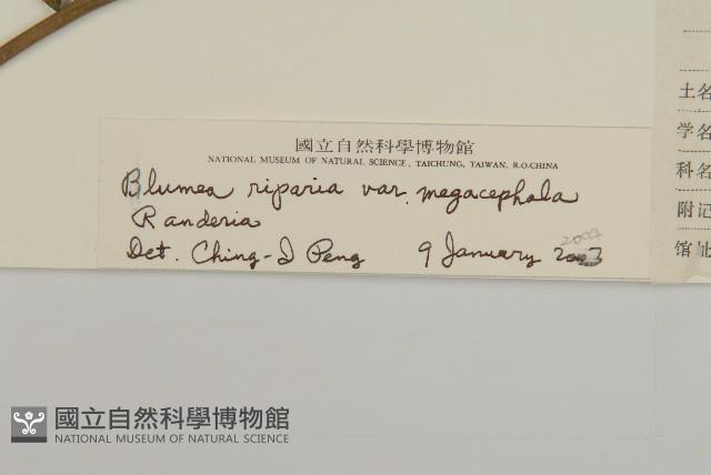 大頭艾納香藏品圖，第3張