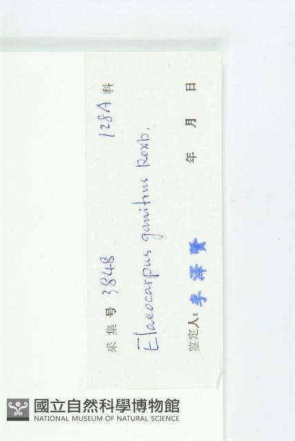 印度唸珠樹藏品圖，第3張