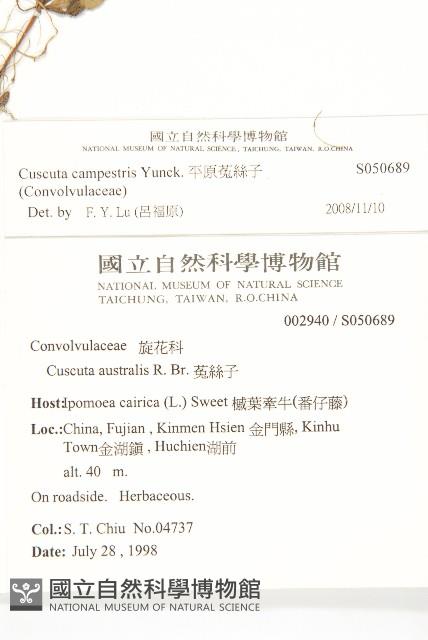 平原菟絲子藏品圖，第2張