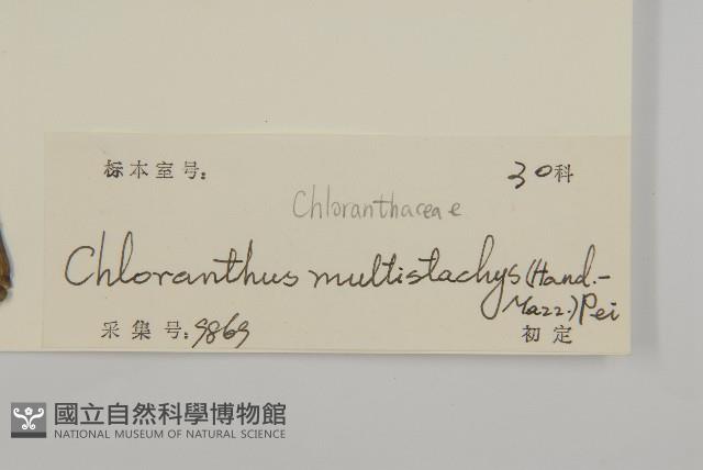 多穗金粟蘭藏品圖，第3張