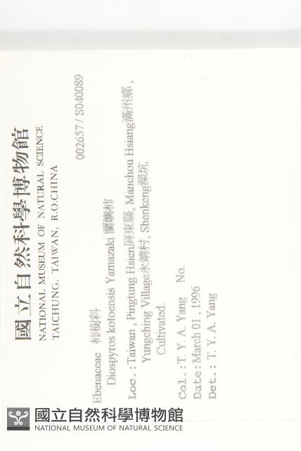 蘭嶼柿藏品圖，第2張