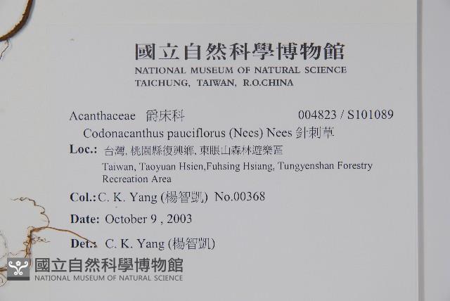 針刺草藏品圖，第2張