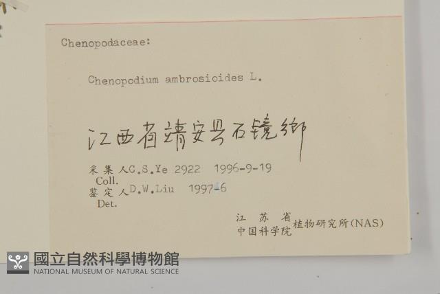 臭杏、土荊芥藏品圖，第3張