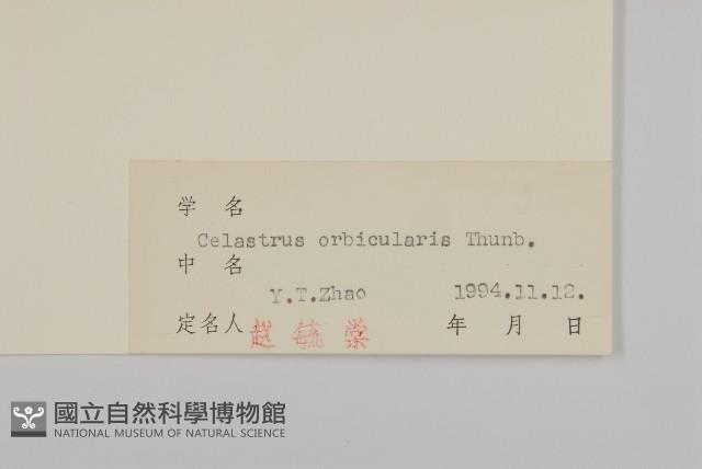 南蛇藤藏品圖，第3張