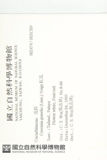 紅瓜藏品圖，第2張