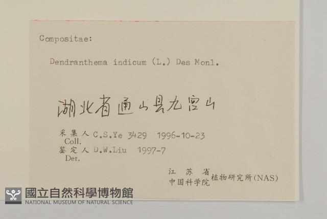 油菊、野菊藏品圖，第3張