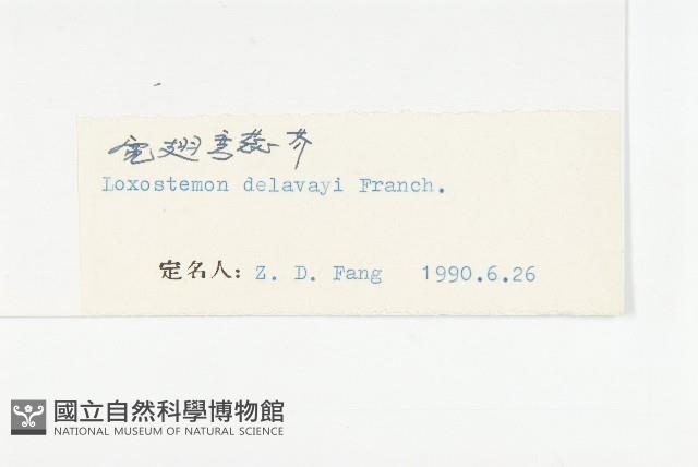 寬翅彎蕊芥藏品圖，第3張