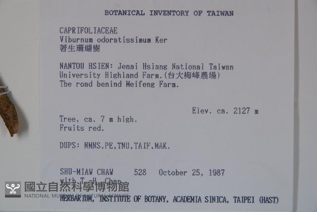 珊瑚樹藏品圖，第2張