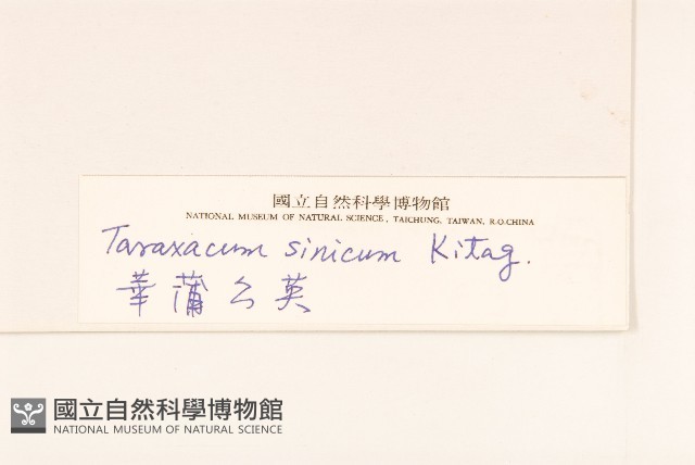 華蒲公英藏品圖，第3張