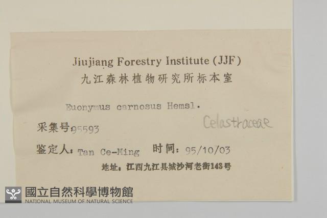 厚葉衛矛, 源一木藏品圖，第3張