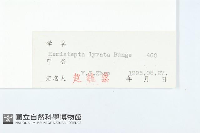 泥胡菜藏品圖，第3張