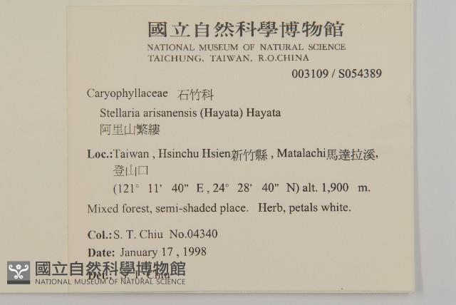 阿里山繁縷藏品圖，第2張