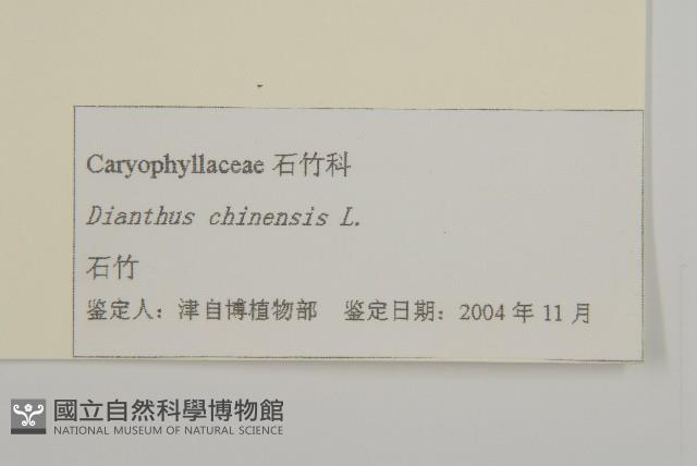 石竹、洛陽花、剪絨花藏品圖，第3張