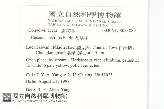 菟絲子藏品圖，第2張