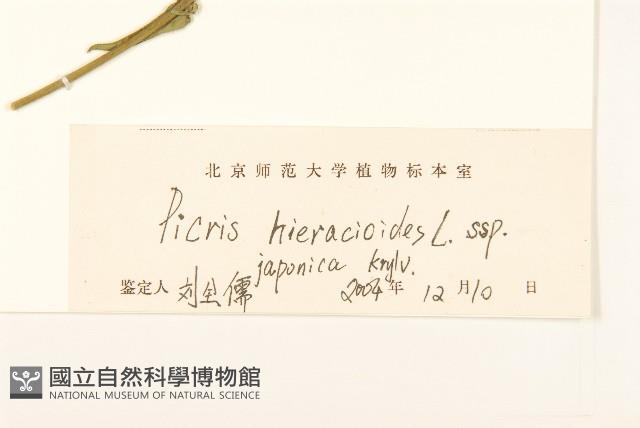 毛蓮菜藏品圖，第3張