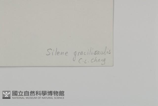 細蠅子草藏品圖，第3張