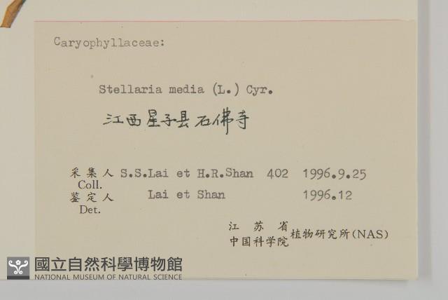 繁縷藏品圖，第3張