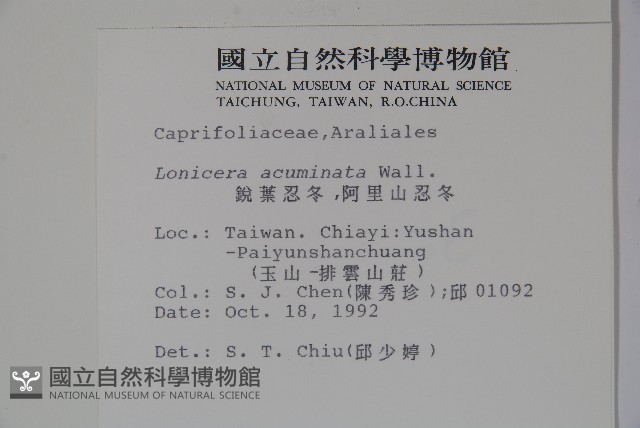 阿里山忍冬、漸尖葉忍冬藏品圖，第2張