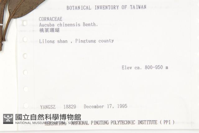 桃葉珊瑚藏品圖，第2張