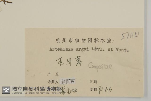 艾蒿藏品圖，第3張