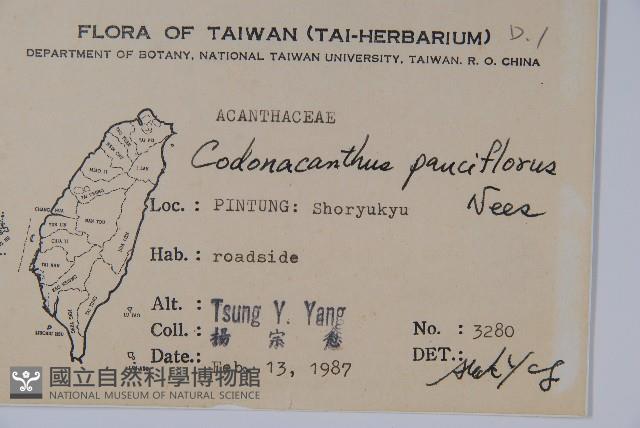 針刺草藏品圖，第2張