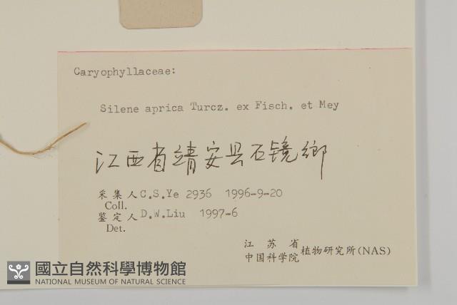 女婁菜藏品圖，第3張