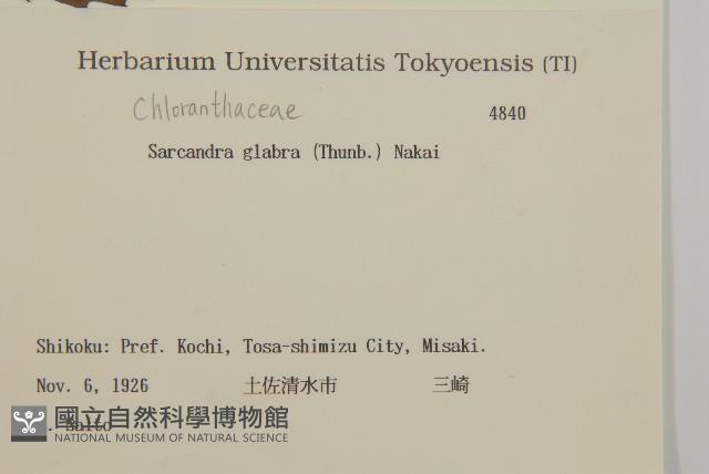 草珊瑚、紅果金粟蘭藏品圖，第2張